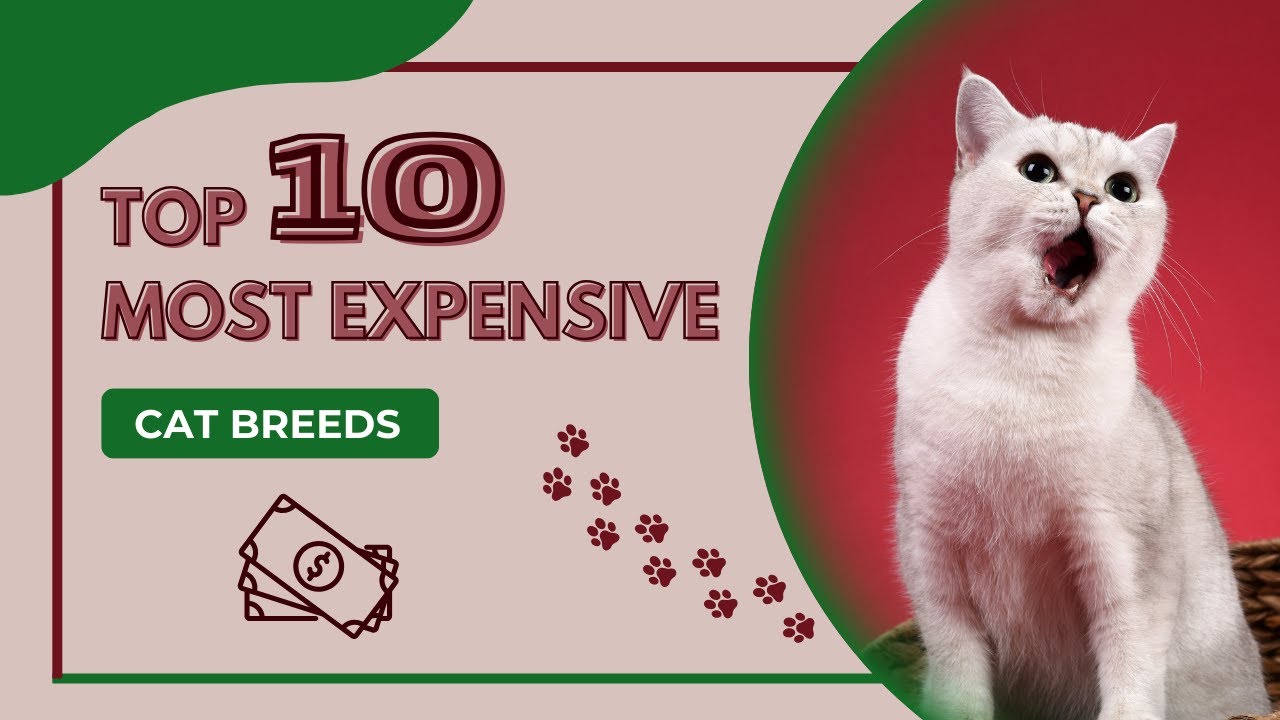 Top 10 Most Expensive Cat Breeds 2025
