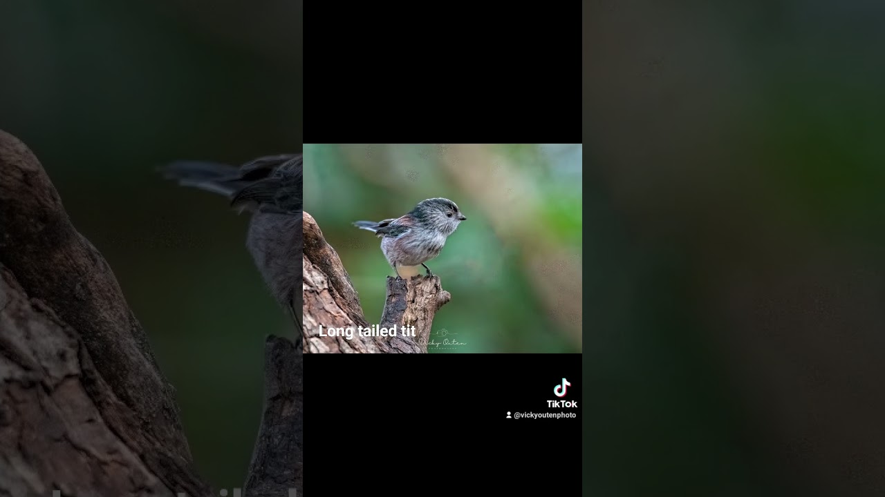 Long tailed tit photos I've taken. 