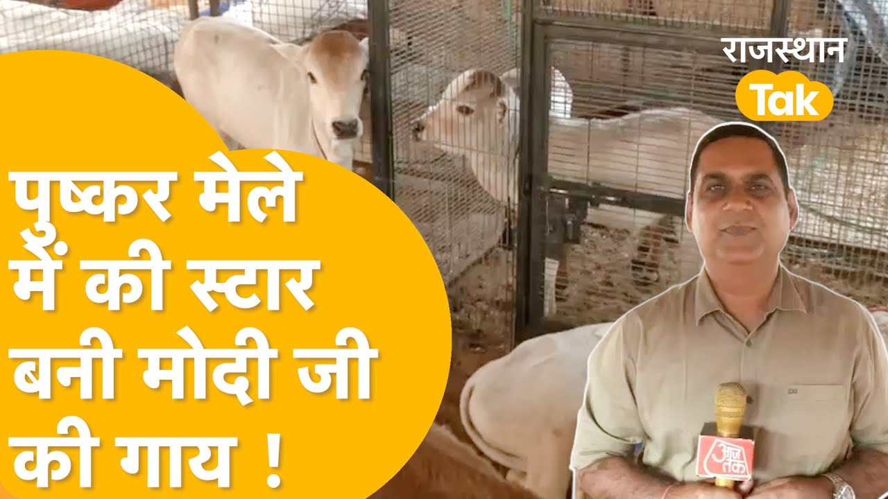 Pushkar Fair 2025 : Modi जी की तस्वीर के साथ Punganur Cow, Pushkar मेले में आकर्षण का केंद्र !