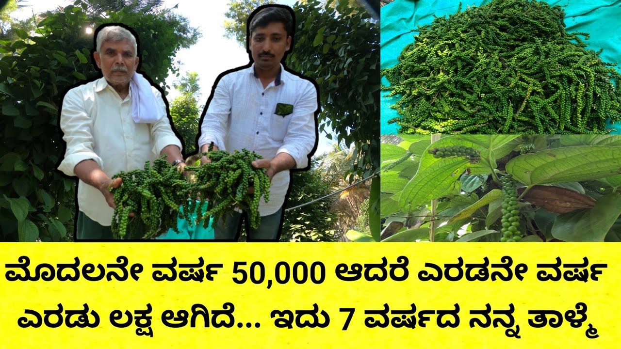 ಅರ್ಧ ಎಕರೆಯಲ್ಲಿ ಸಿಲ್ವರ್ ಮರಕ್ಕೆ ಮೆಣಸನ್ನು ಹಬ್ಬಿಸಿ ಯಶಸ್ವಿಯಾದ ಯುವಕ...ಏನನ್ನು ಖರ್ಚು ಮಾಡಿಲ್ಲ ಆದರೆ ಇಲ್ಲಿ ನಮ್ಮ