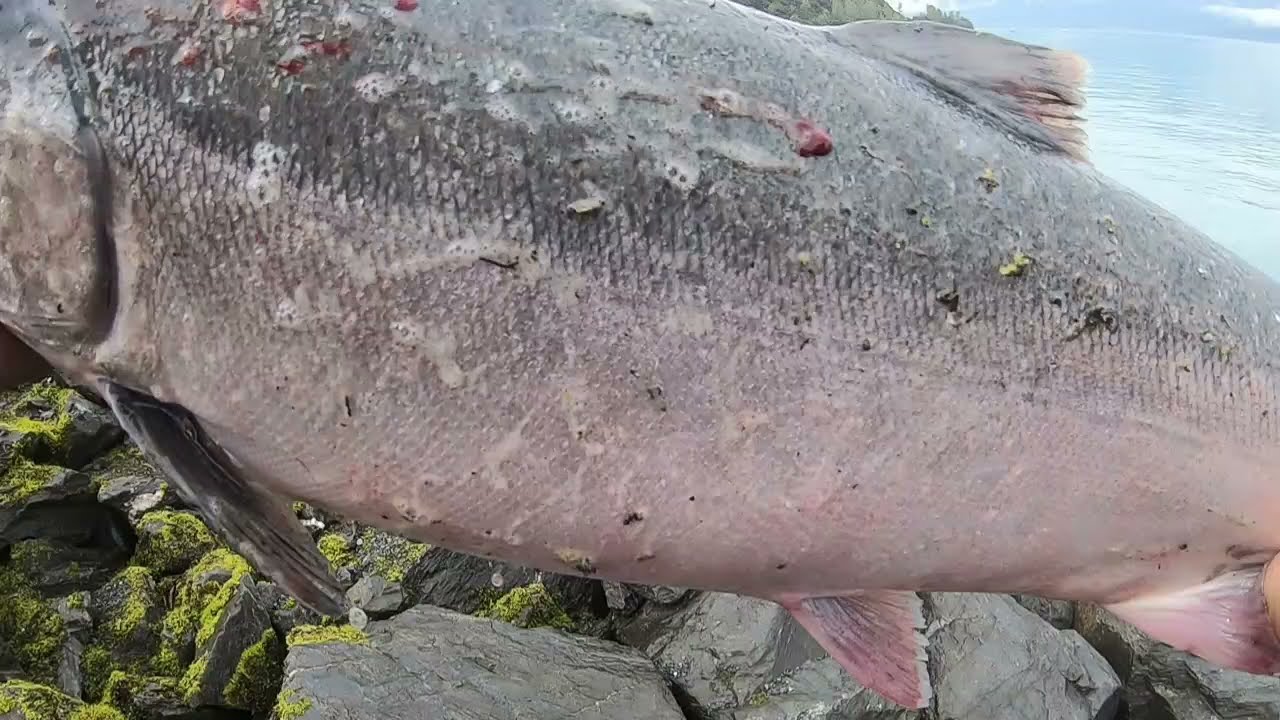 Got my biggest Silver in Valdez | Catch N Cook | Salmon Chowder.