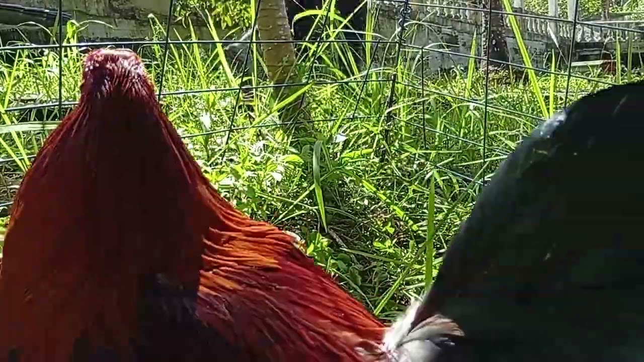Sweater hatch kelso 2X winner 8 cock derby #games #rooster #viral #video #viralvideo #trending 