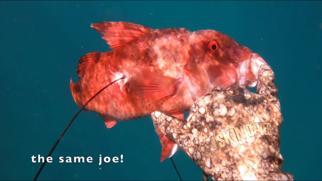 Spearfishing Hawaii BACK TO DA REEF! (Ep 3)