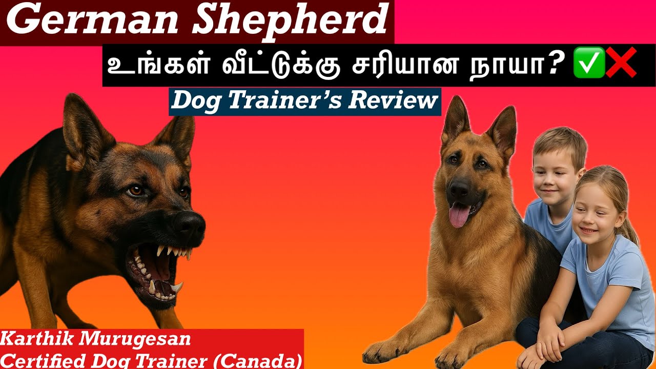 All about German Shepherd- தமிழில்