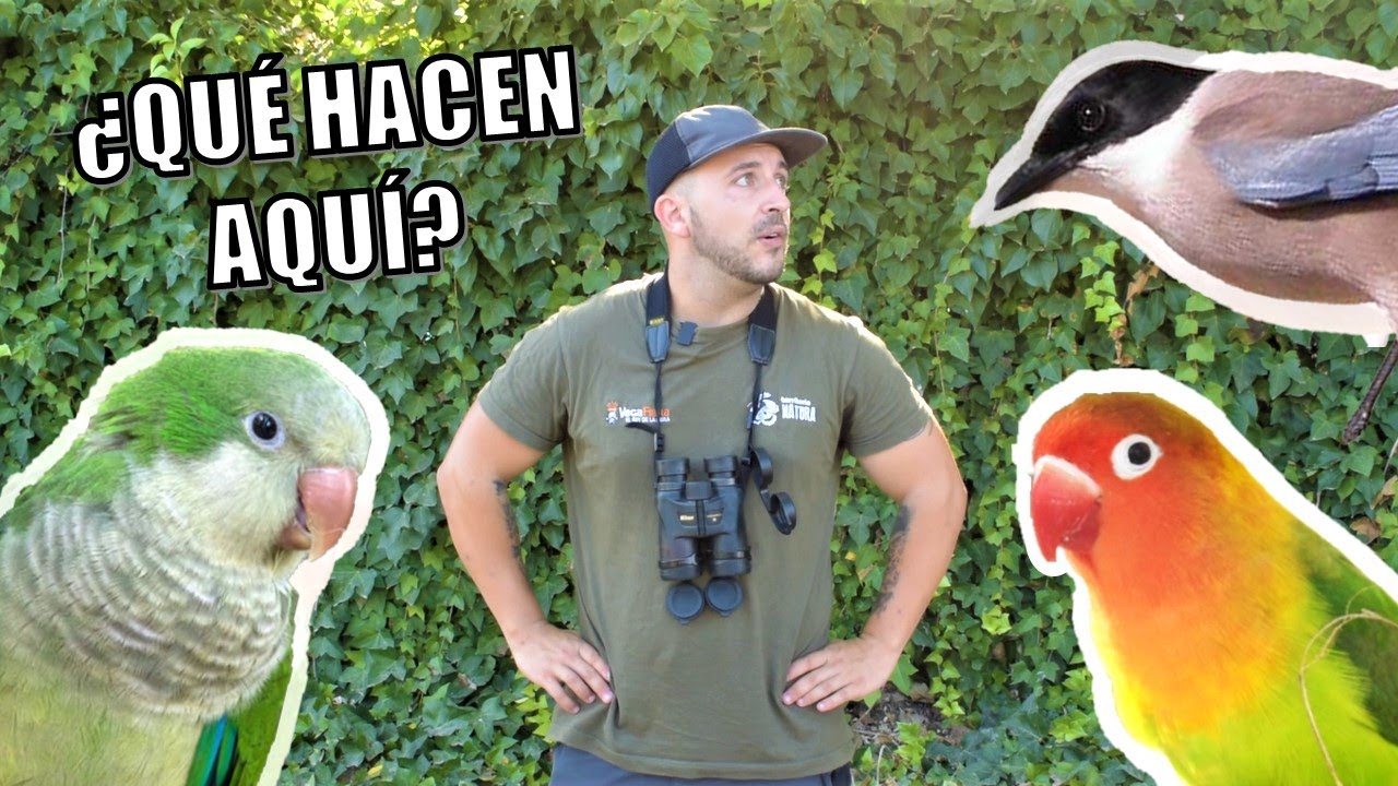 ¡Invasión de aves exóticas en Torrevieja!