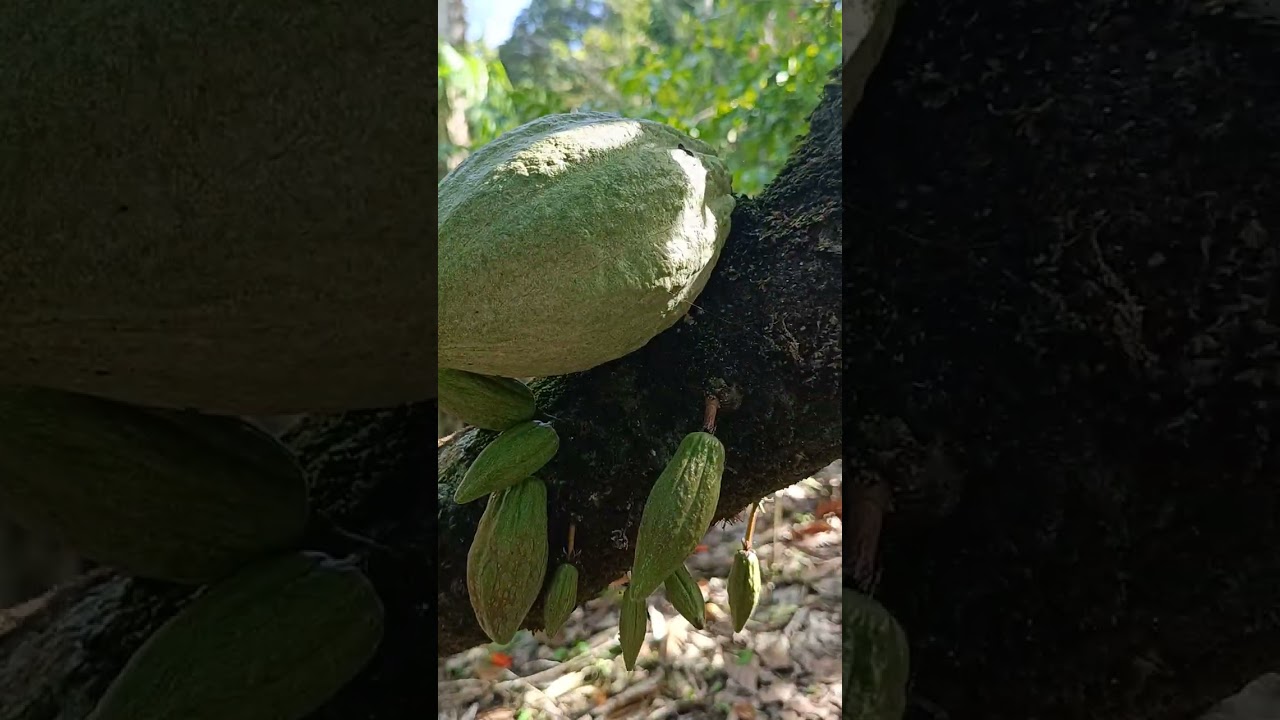 Kondisi terbaru kebun pohon kakao tua yang sudah umuran