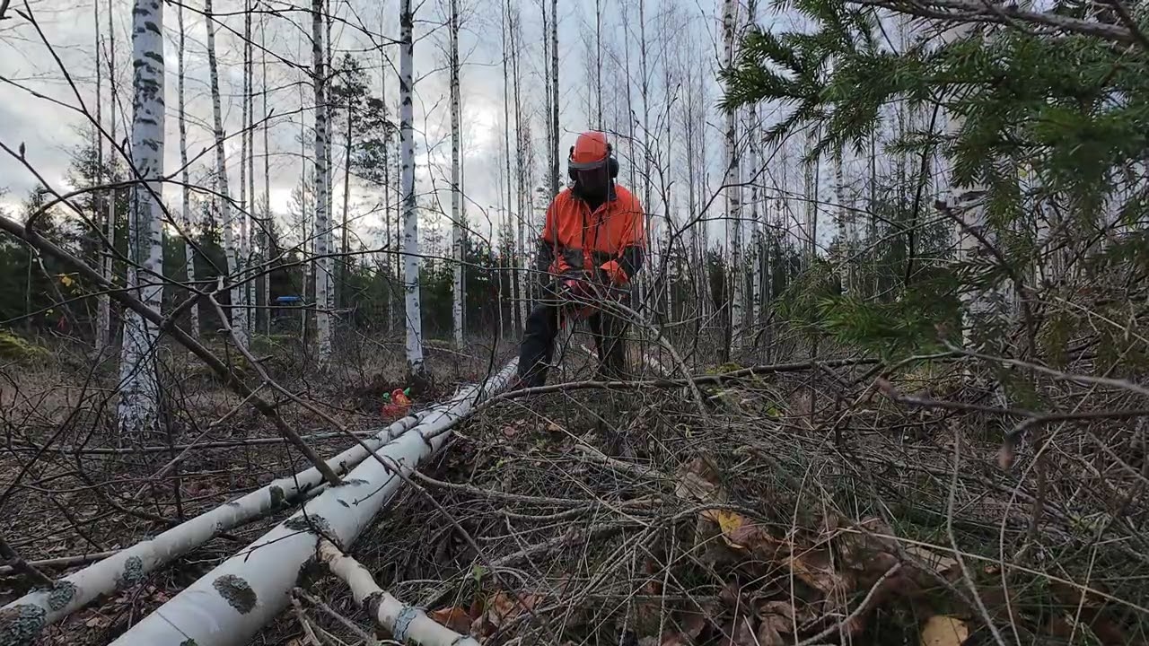 Metsävideo