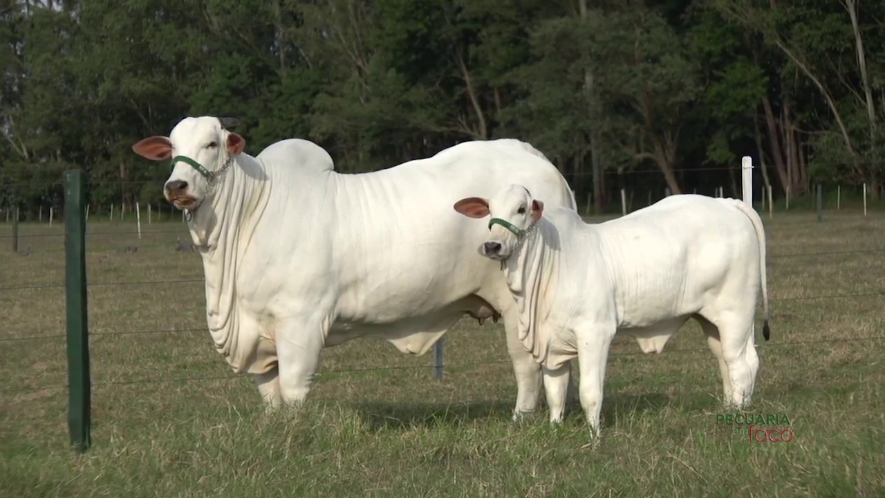 PECUÁRIA EM FOCO - ANIMAIS TARDE DE NEGÓCIOS RFA