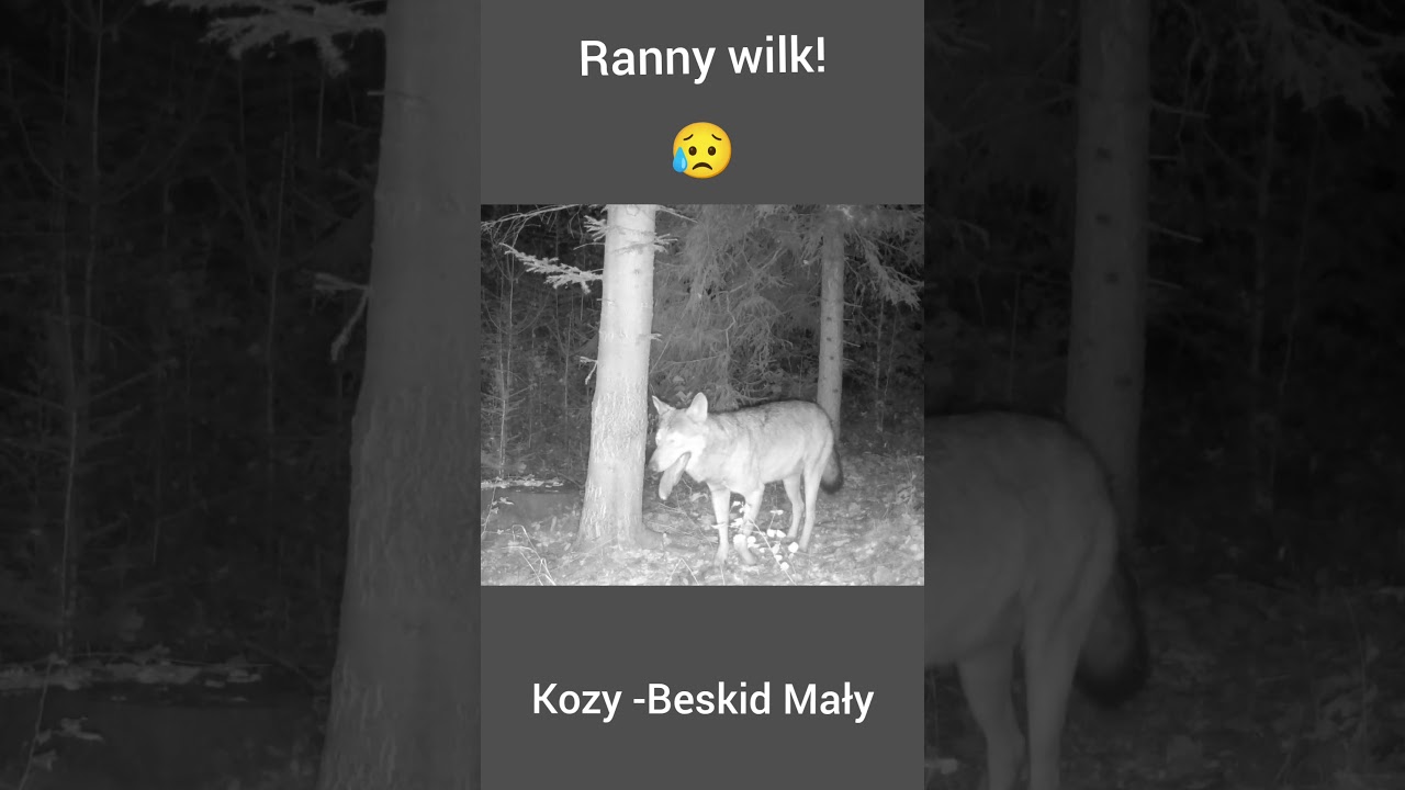Ranny wilk w Kozach - Beskid Mały. #nature #wildlife #trailcam #zwierzaki #animals #wolf