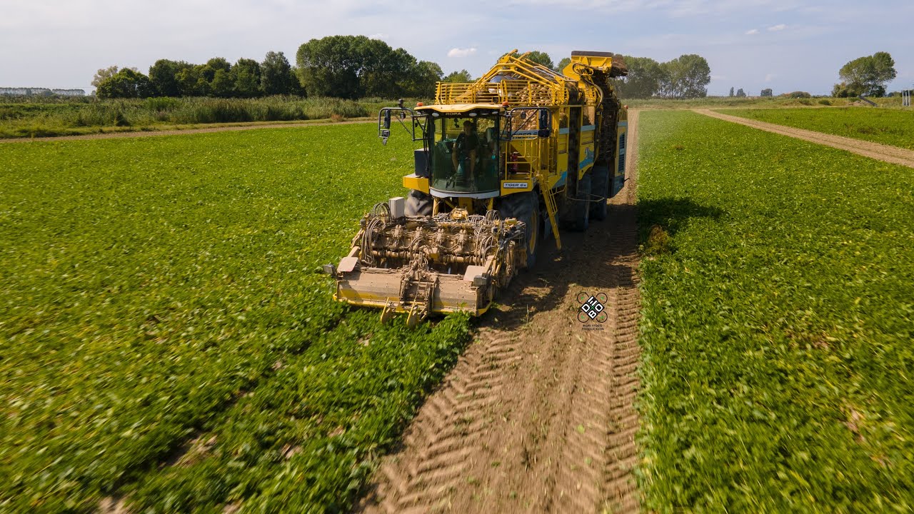 Raccolta bietole con la Ropa Euro Tiger6 | Ca' Corniani & Genagricola