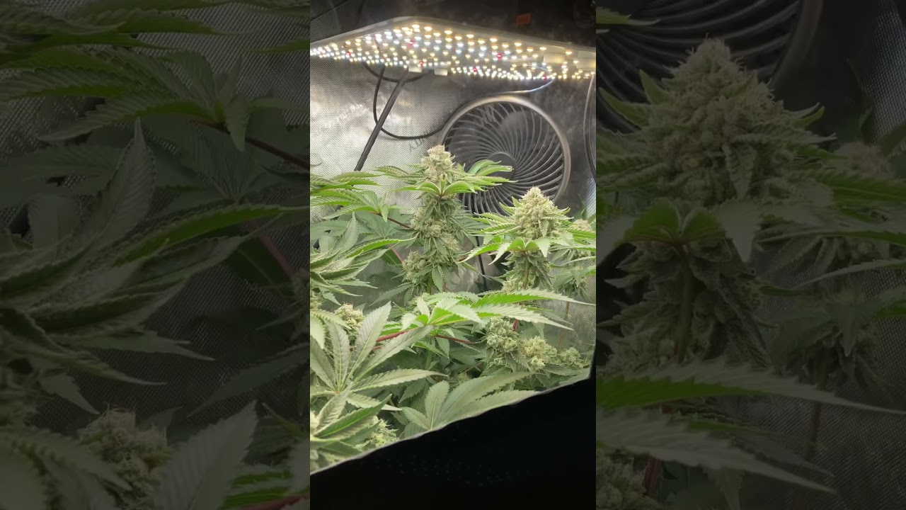 Strain: Cereal Milk | Week 5 | 1 Plant Apartment Micro Grow