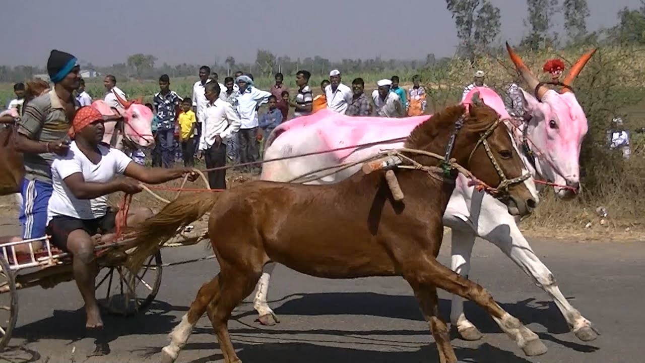Horse and Bull Cart Race Nej 2019. perdbul ras. Pferd Ochsenrennen.
