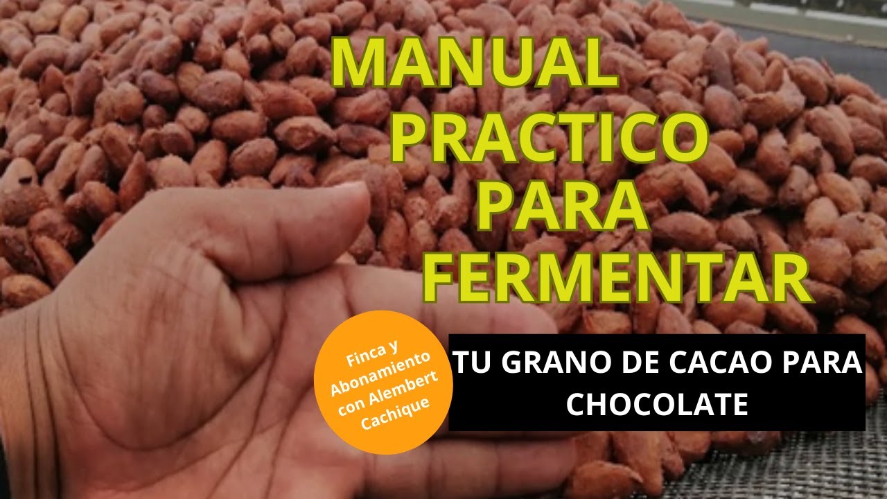 Como fermentar mi grano de cacao para mi chocolate