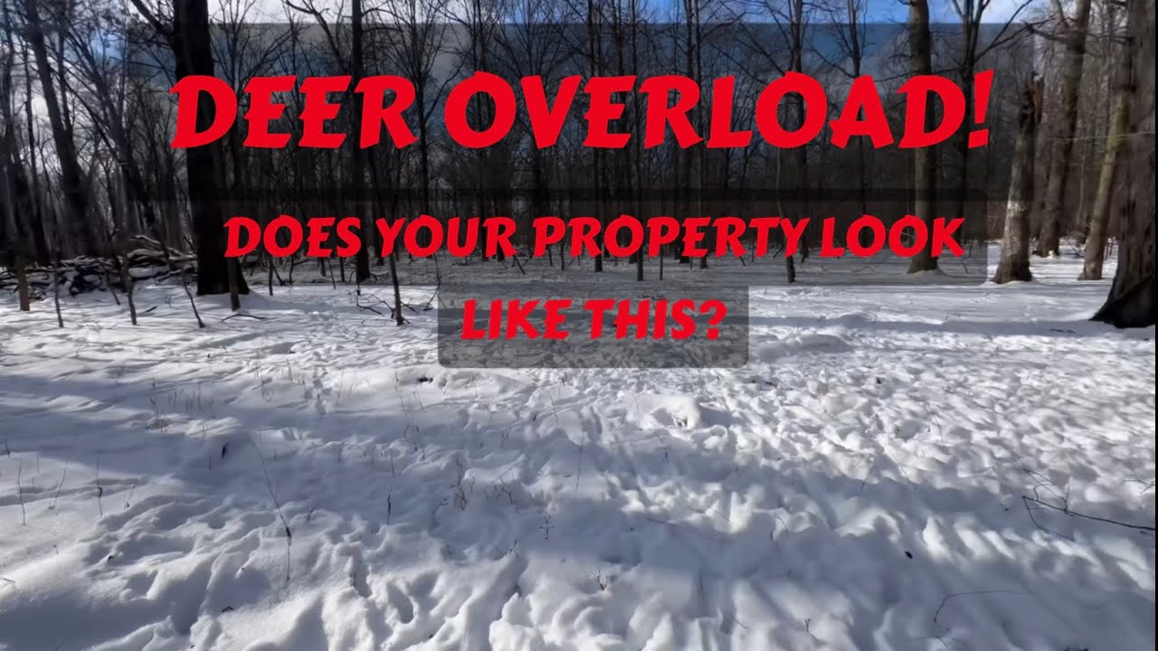 DEER SIGN EVERYWHERE… ITS LOADED! - ITS RIDICULOUSNESS! 