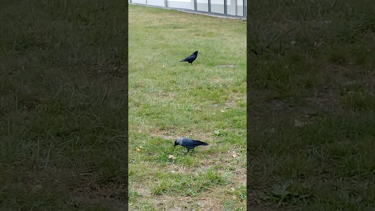 Ptaki Gawrony i Kawki Szukają Jedzenia po Trawie 