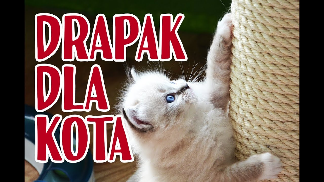 Jaki drapak dla kota kupić?