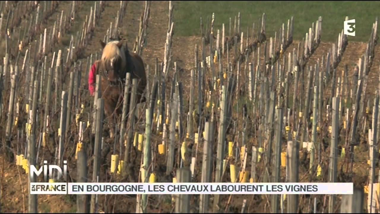 ANIMAUX : En Bourgogne, les chevaux labourent les vignes