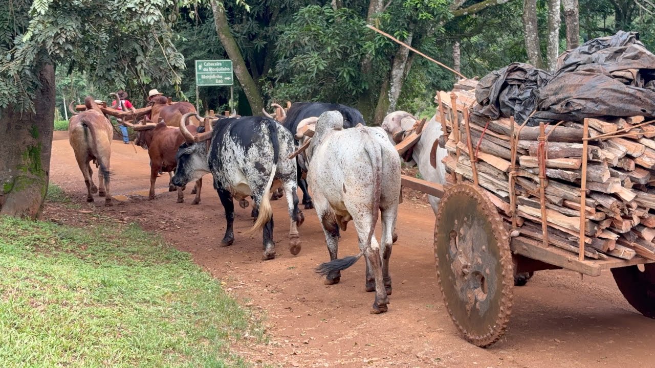 CARRETO DA LENHA 2026- Festa de carro de boi na casa dos Gatos Muriscos 