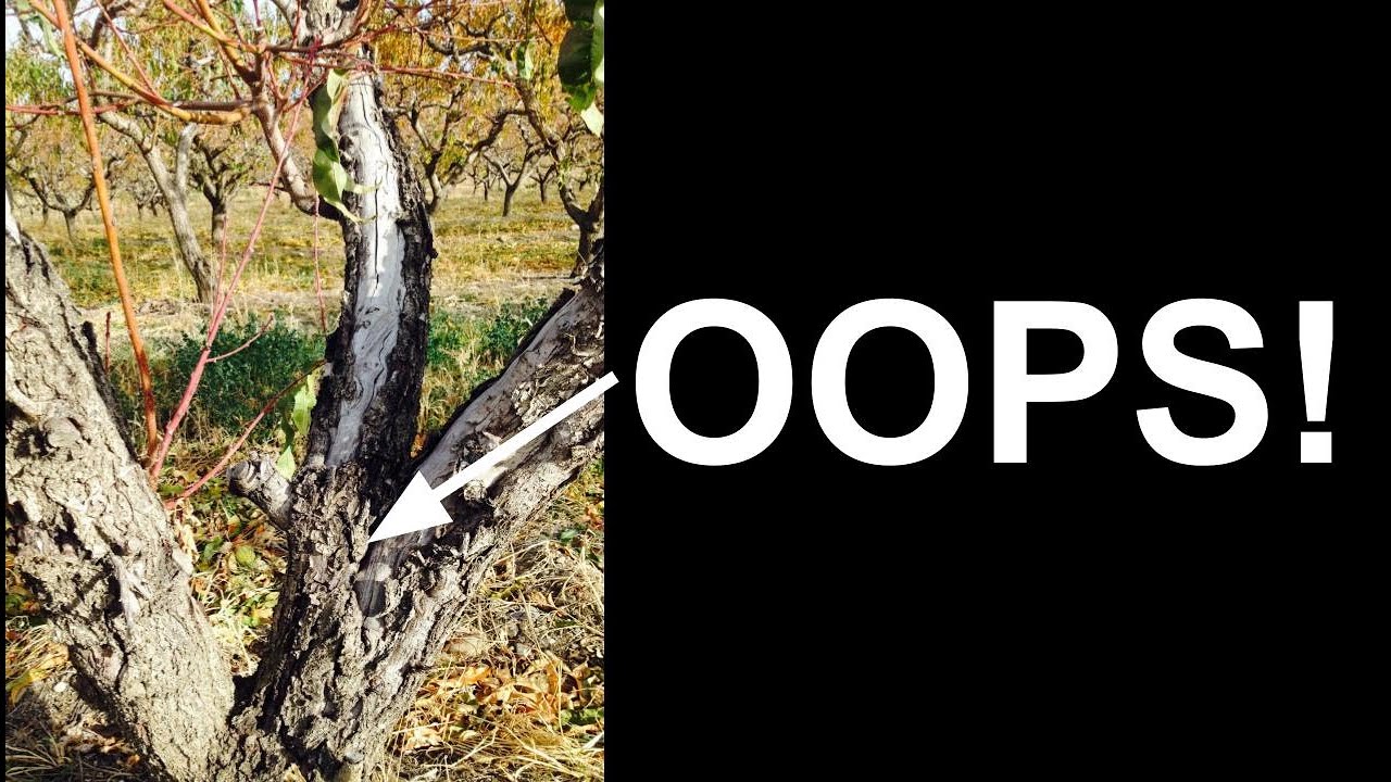 The Biggest Mistake Gardeners Make When Pruning Open Center Fruit Trees
