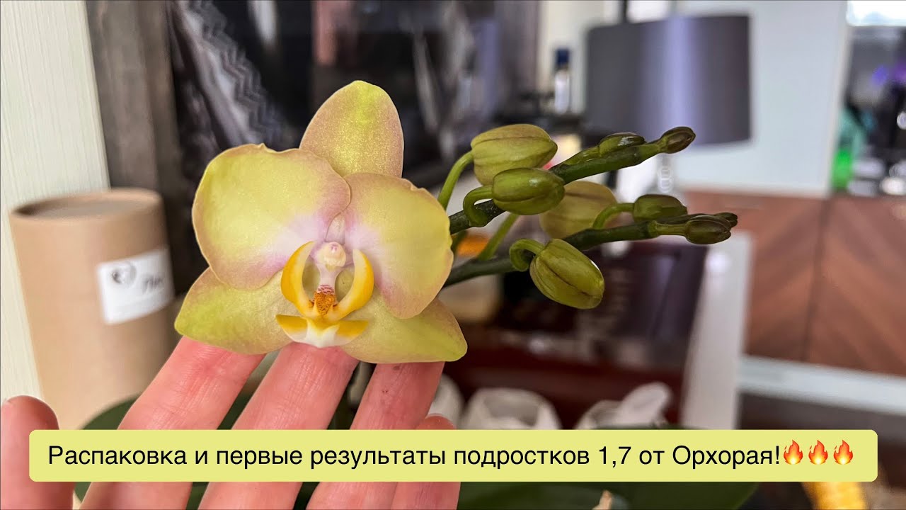 Mituo и прочие радости приехали!🔥🔥🔥