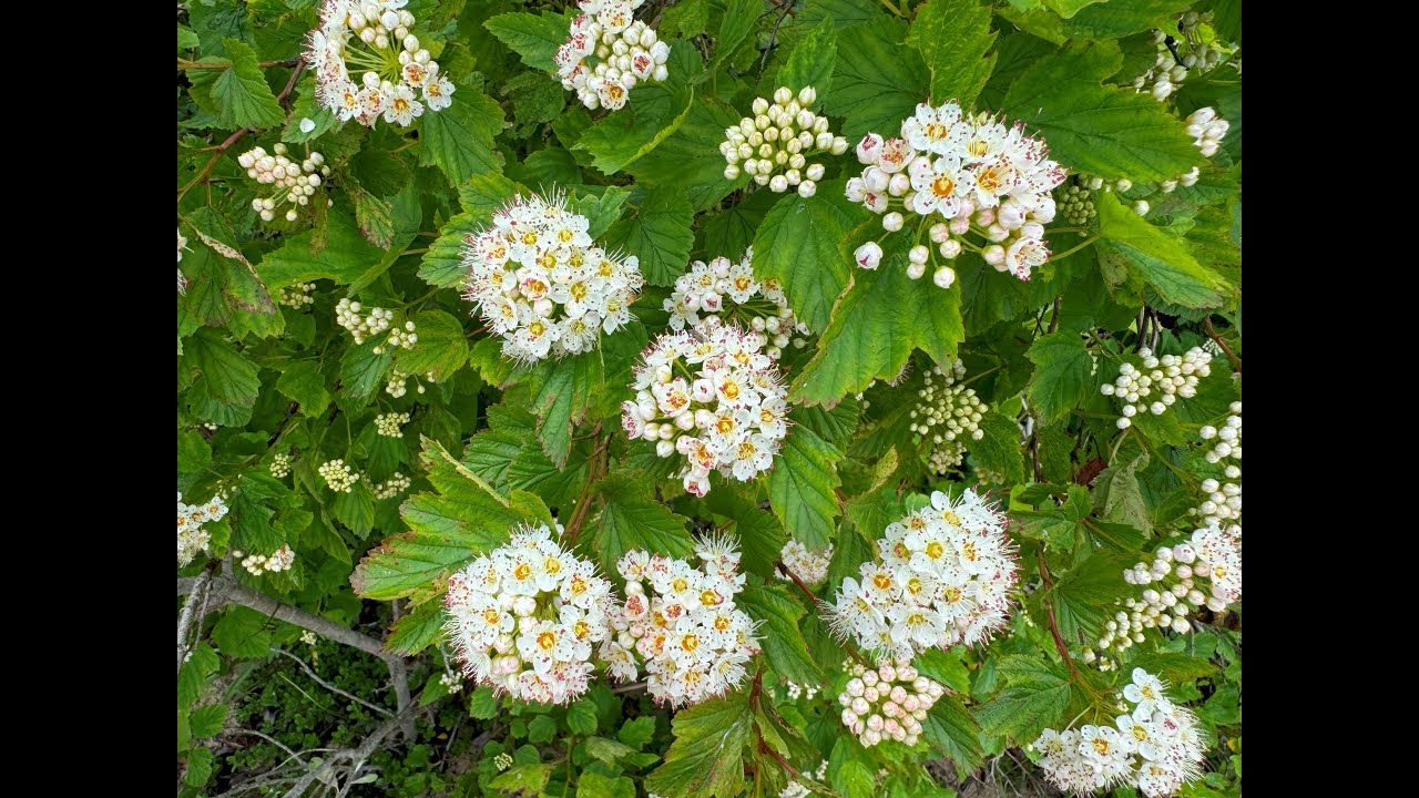 Mondays with Martha #217 - Native Lakeshore Shrubs - Common Ninebark
