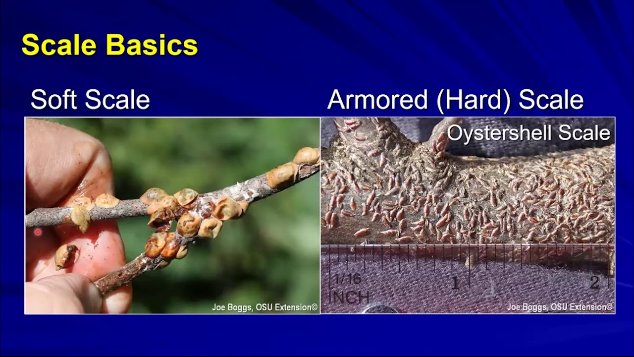 Identification and Management of Common Scale Insects in Midwest