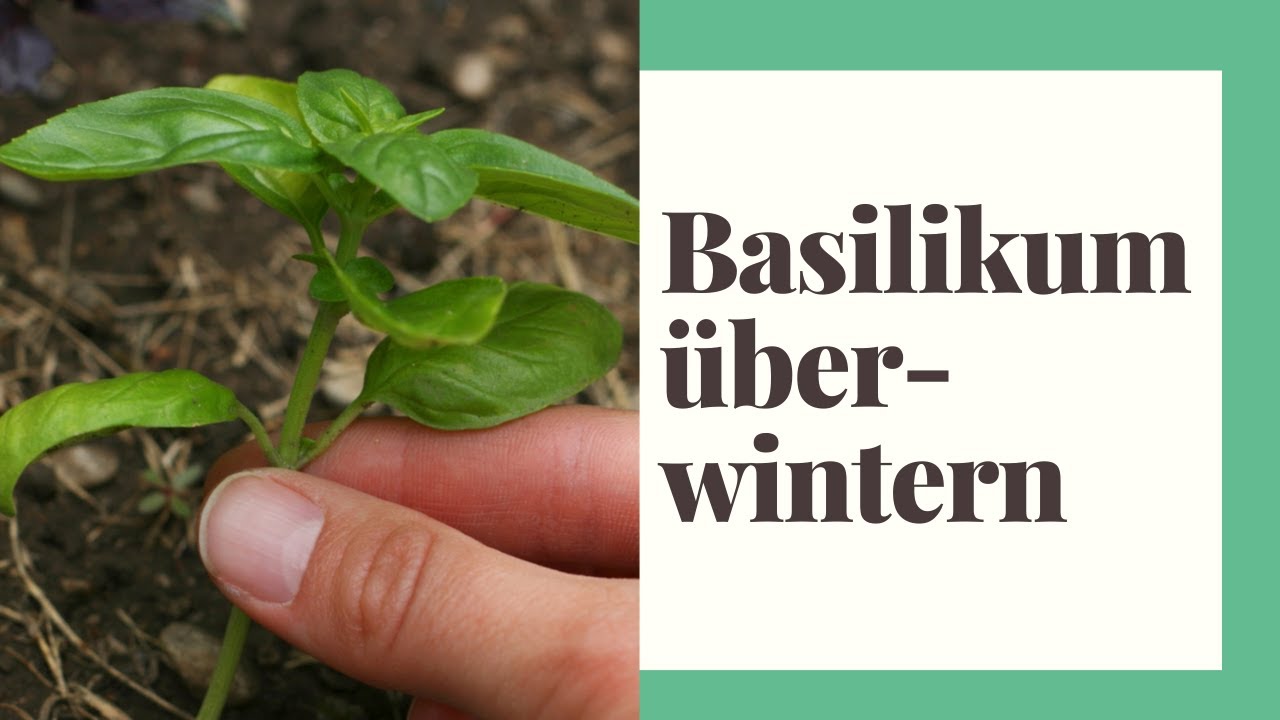 Basilikum überwintern - Kräuter im Winter richtig pflegen