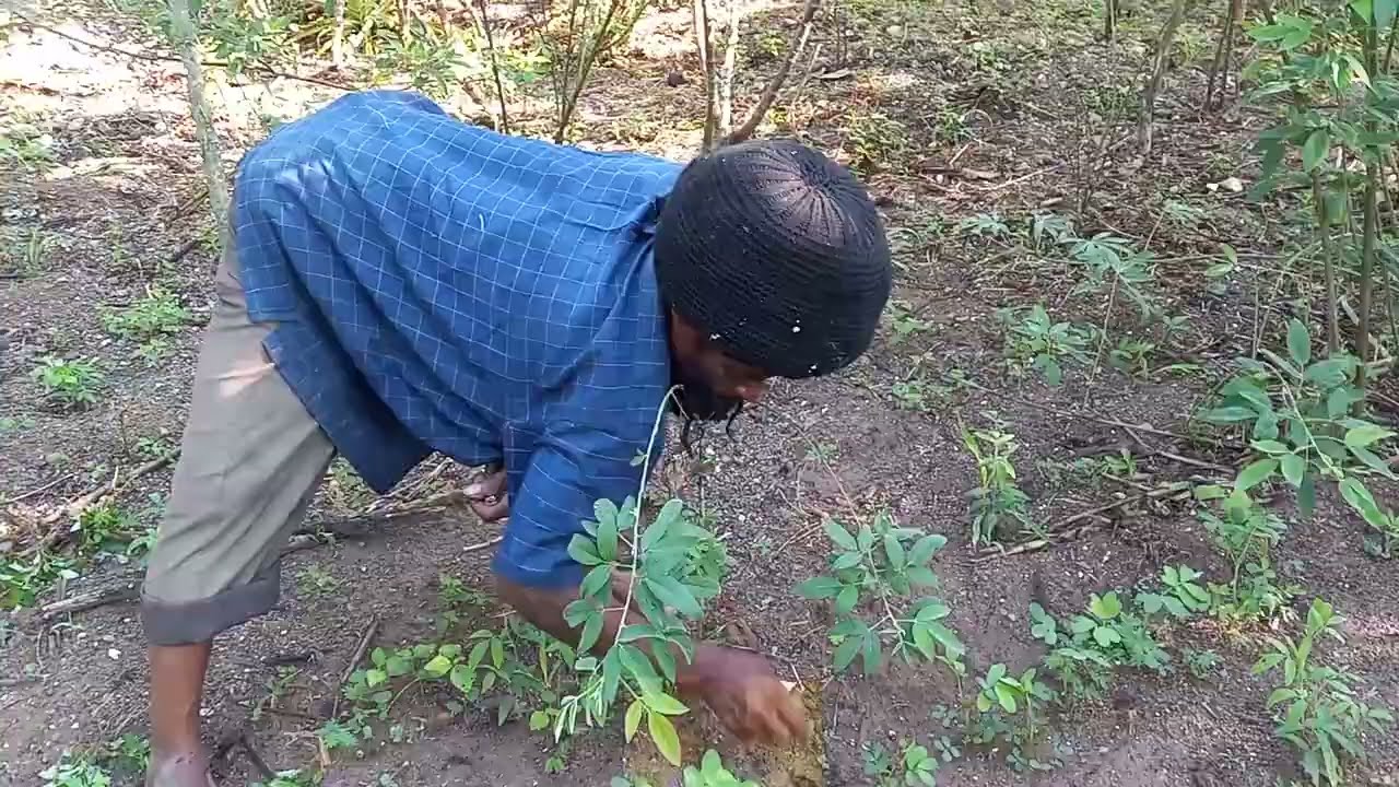 Peanut Dread...Dah Rasta Man yah nuh easy enuh!! Must Watch!!😂🤣🤣