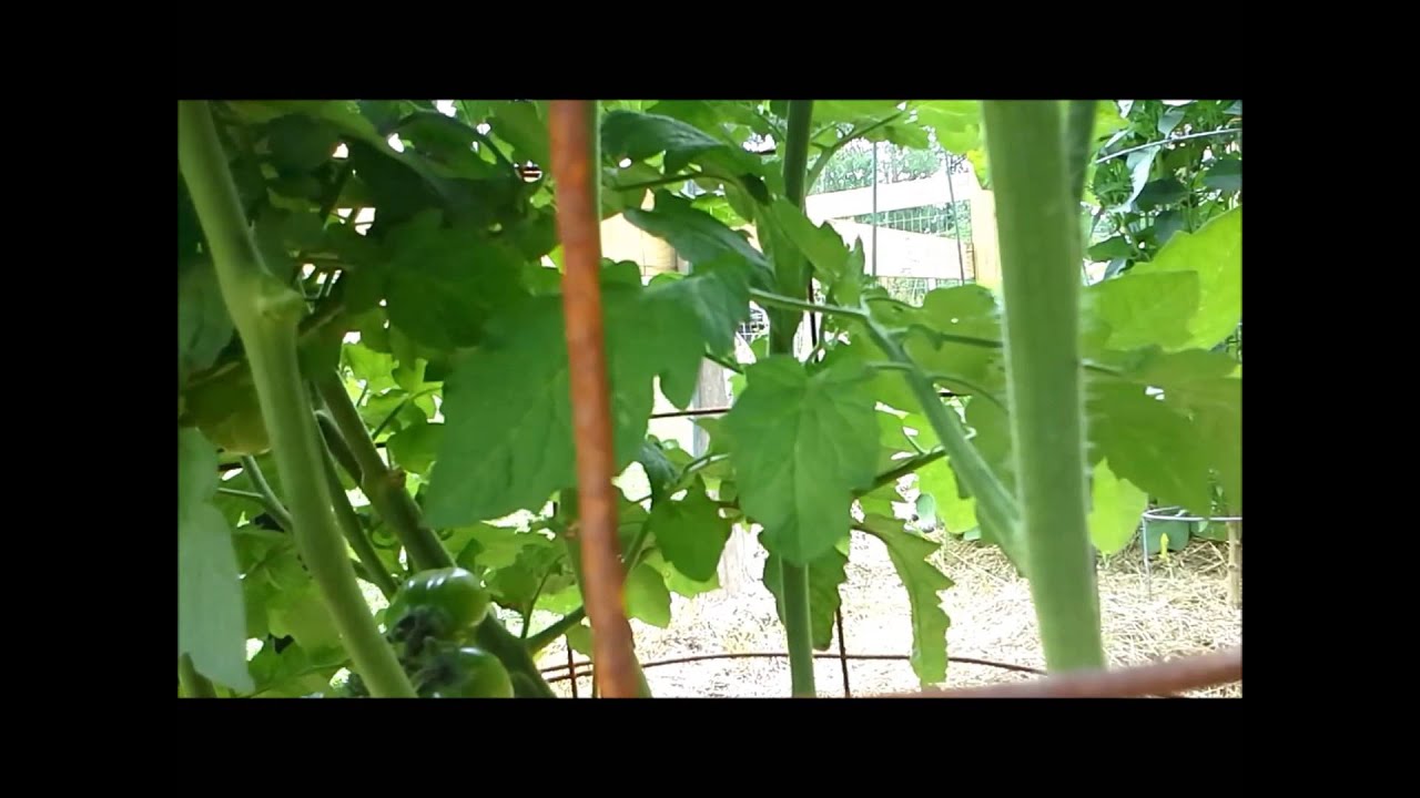 How I prune my Determinate Roma Tomatoes