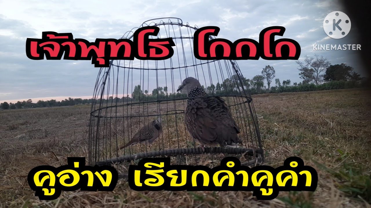 เรียกคำคูคำ เจ้าพุทโธโกกโก คารมดี มีคูอ่าง