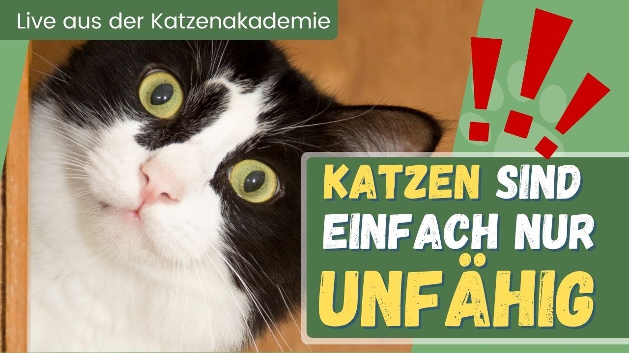 Katzen sind nicht unfähig – wir Menschen müssen nur endlich aufhören, sie so zu behandeln