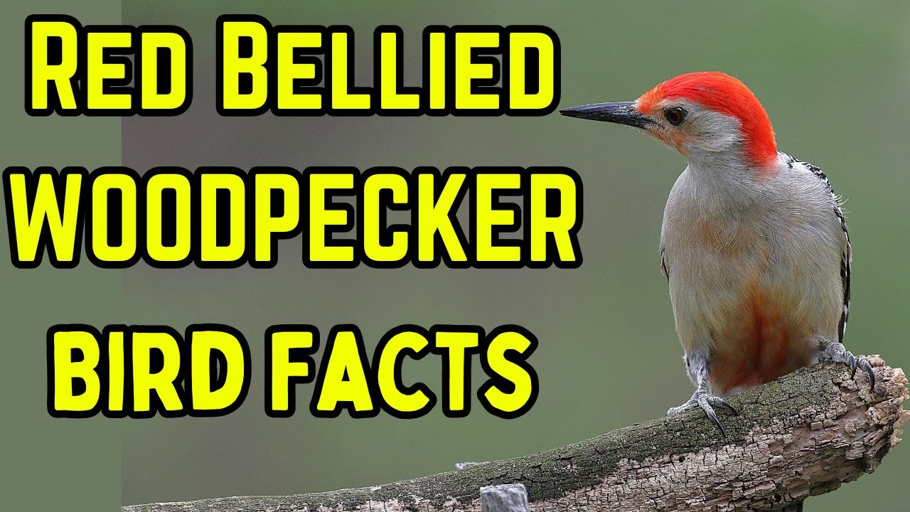 Red-bellied Woodpecker | The Loudest Bird in Your Florida Backyard