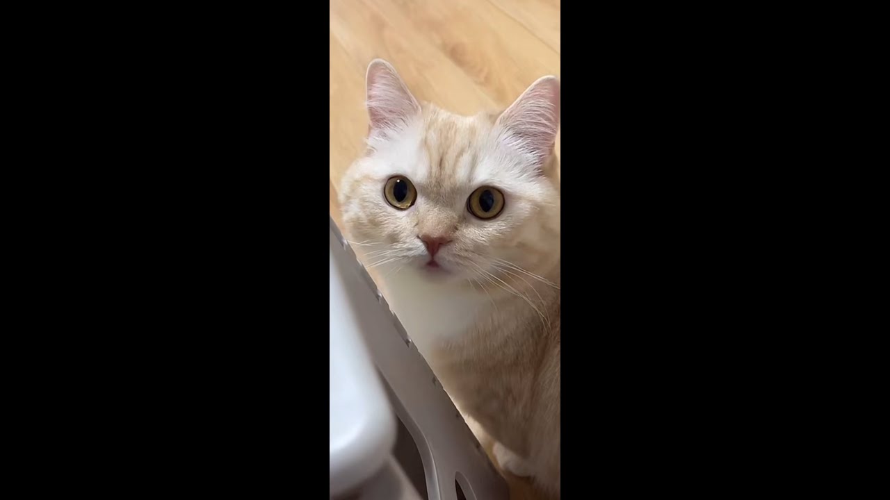 2026-1-14 かわいい縫くん　LIVE配信 （フルバージョン）#猫 #cat #マンチカン#短足#可愛い