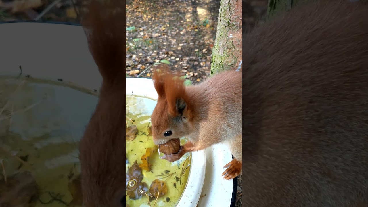 Wiewi&oacute;rka 🐿️ squirrel feeding 20 (Sciurus vulgaris) #wiewi&oacute;rka #squirrel #feeding