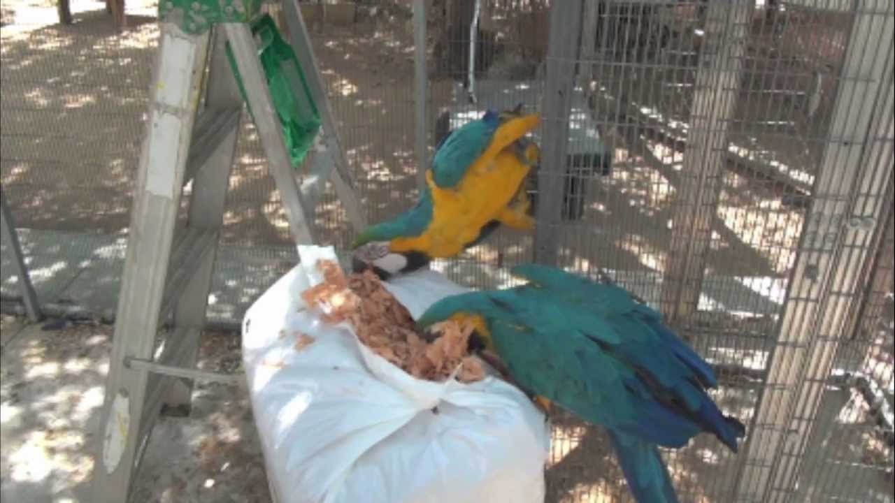 Hard To Add Bedding in Macaw nest box with out being ATTACKED! p1