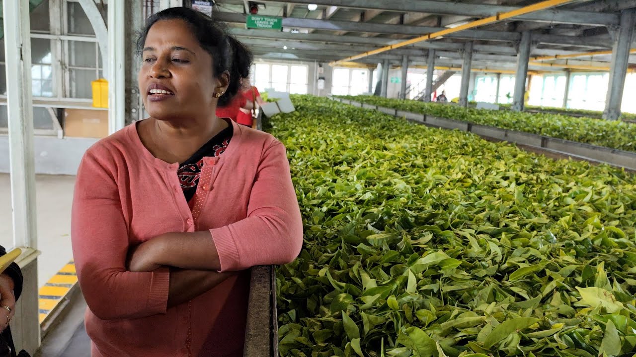SRI LANKA quarto produttore mondiale di tè