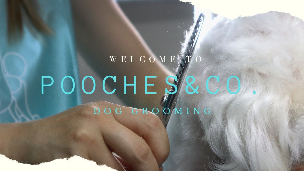 Pooches & Co. Dog Grooming Introduction