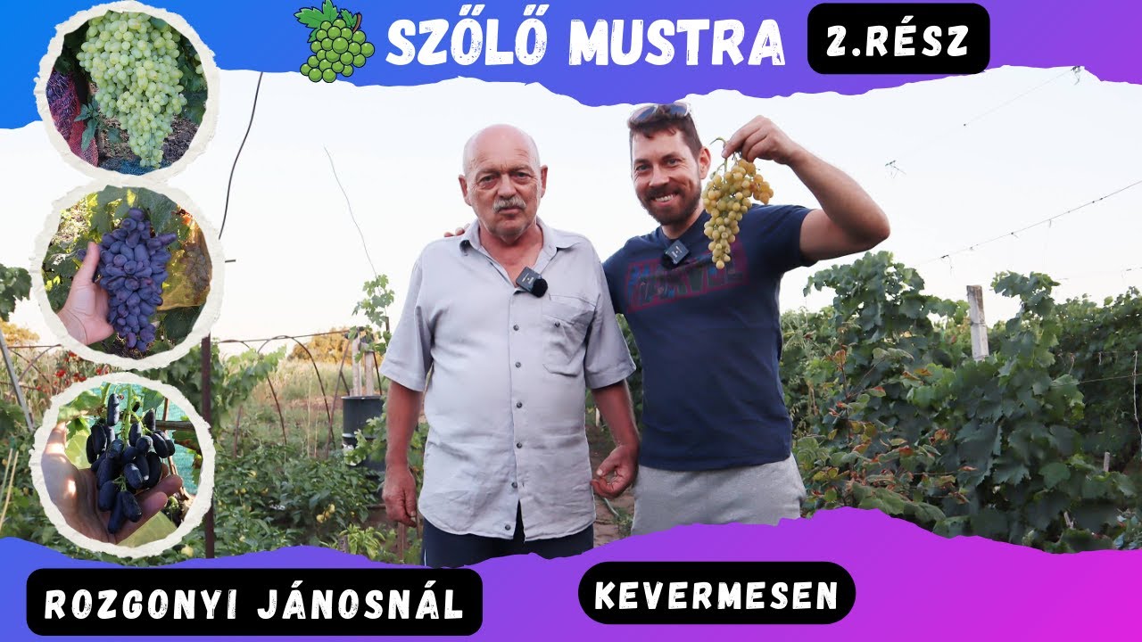 Szőlő mustra Rozgonyi Jánosnàl (Kevermes) 2. rész