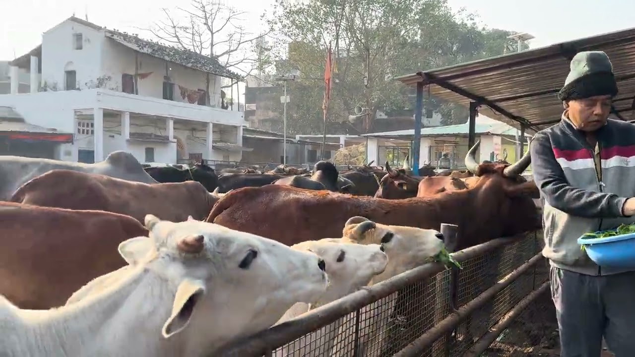 Gau Seva Punam Kuswaha Ranchi Jharkhand