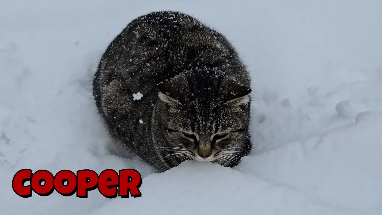Cats in the Winter