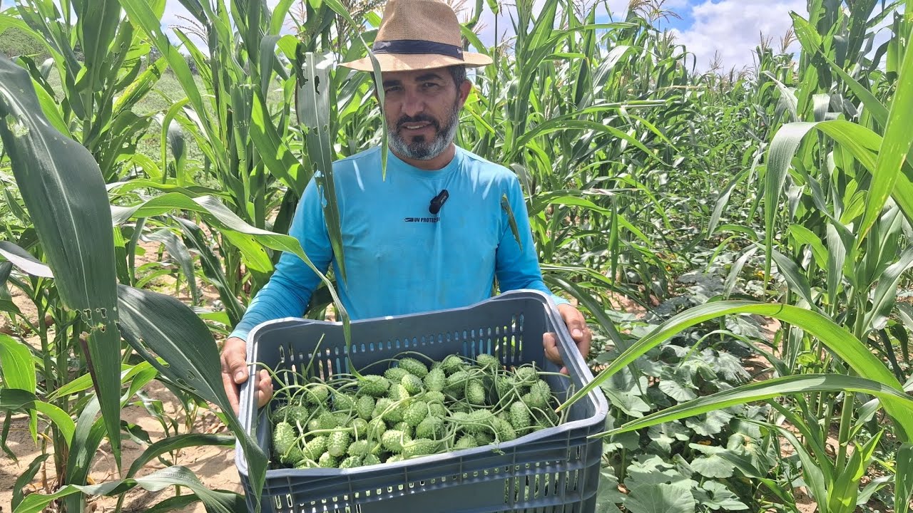 Colhendo maxixi e mostrando a incrível plantação de milho 