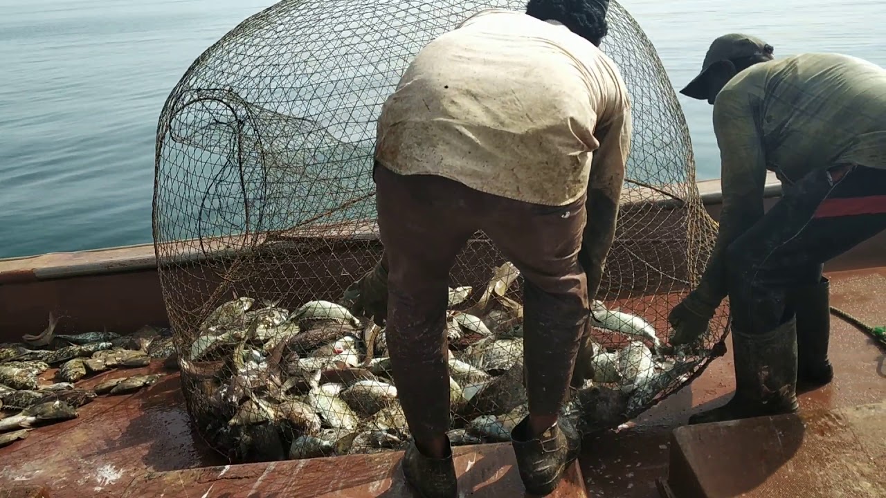 Oman gargur fishing