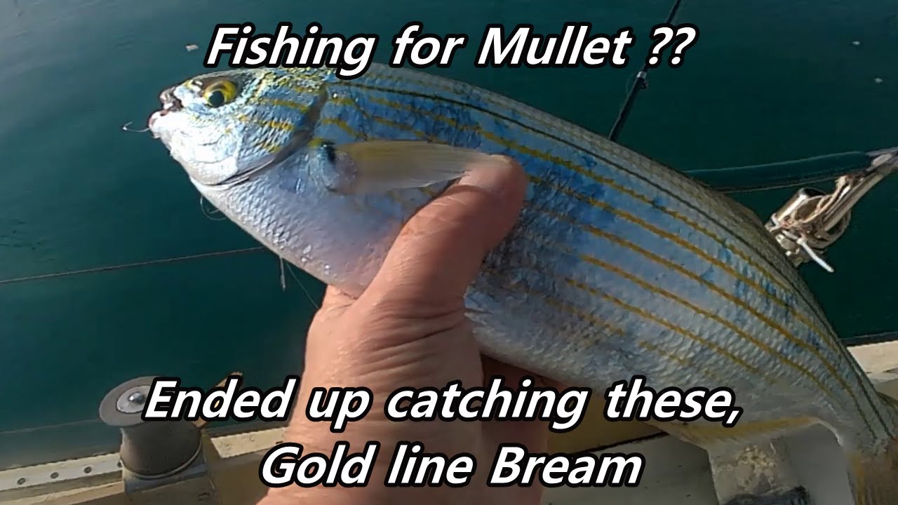 Fishing for Mullet and caught these Monster Bream #fishing #mulletfish