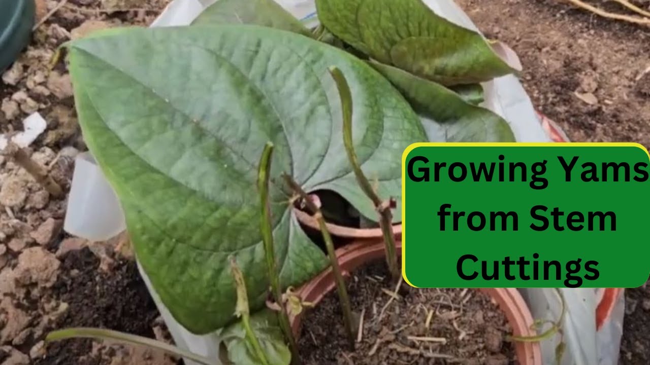 Growing Yams from Stem Cuttings