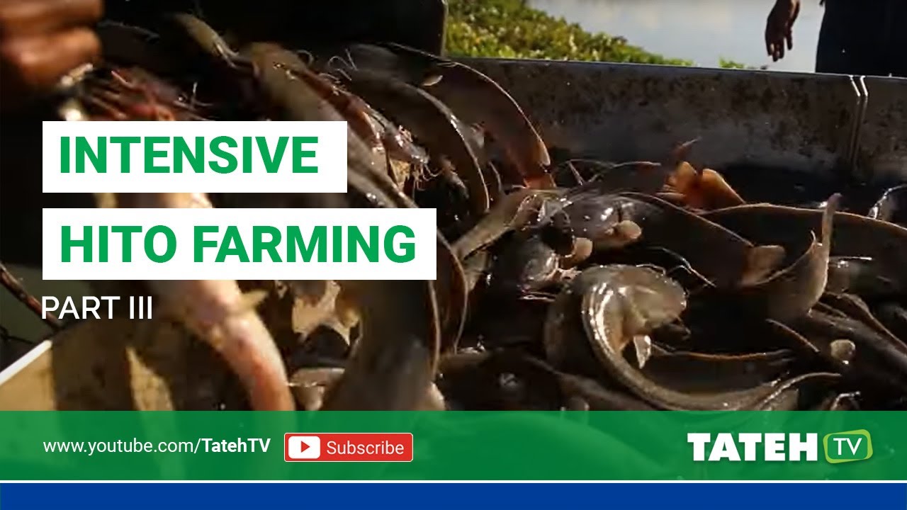 Intensive Hito Farming - Part 3 | Episode 117