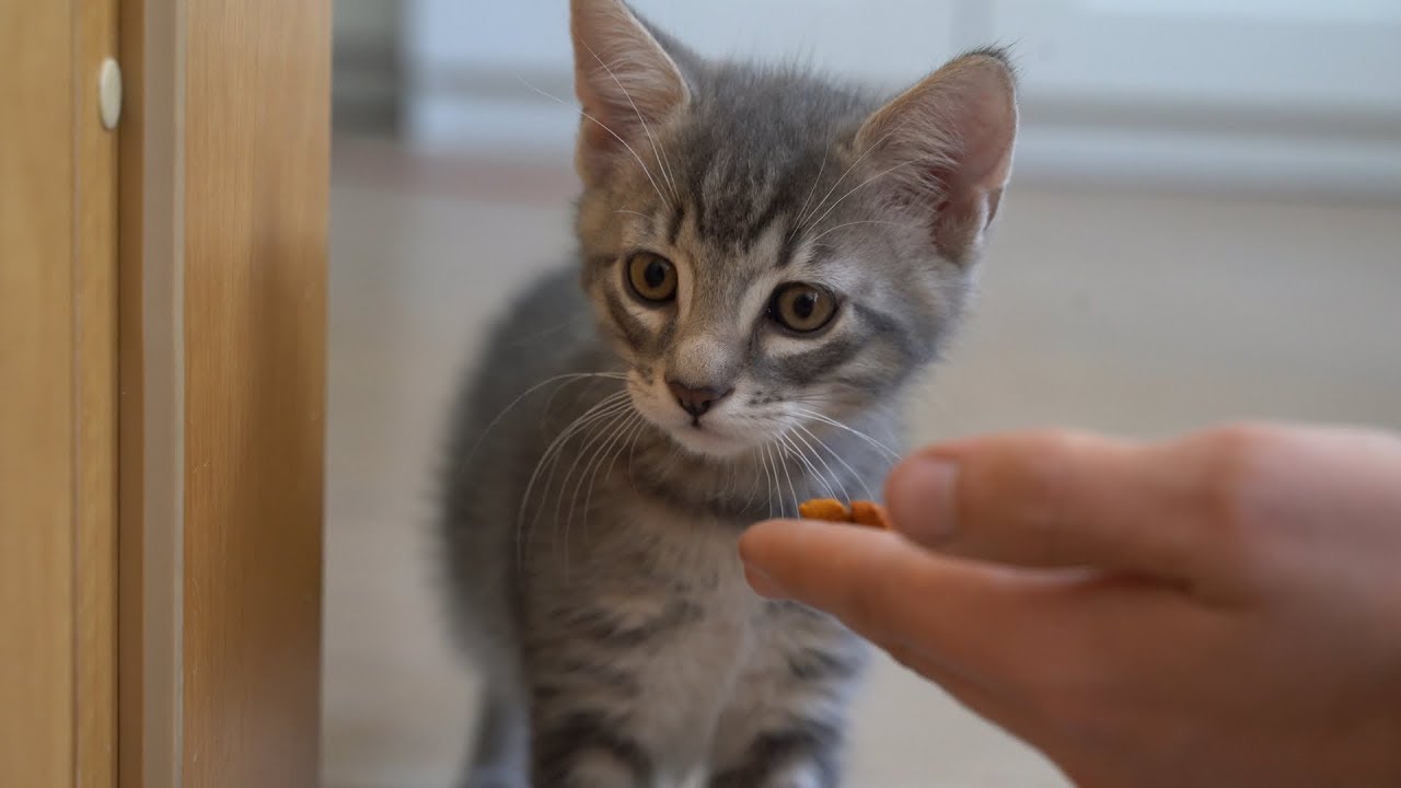 Mauzis erster Tag 🐱 unser Kätzchen zieht ein