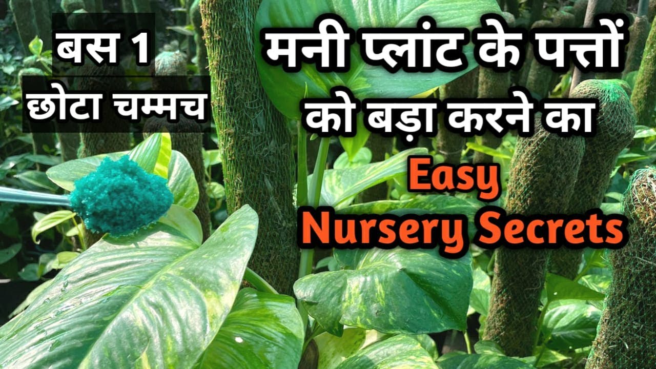 मनी प्लांट के पत्ते बड़े कैसे करे I Money plant मनी प्लांट के पत्तों को बड़ा करने का ऐसा तरीका पड़ोस