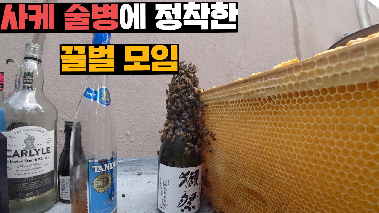 원래 세력에서 버림받고 시내 한복판 술병에 정착해버린 꿀벌세력 데려오기