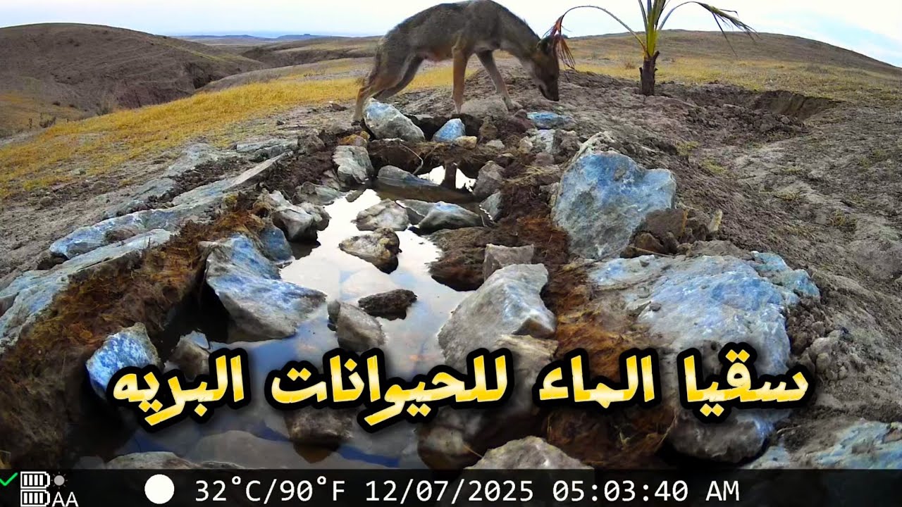 سقيا الماء . شاهد الطيور والحيوانات تشرب من خزان الرحمة