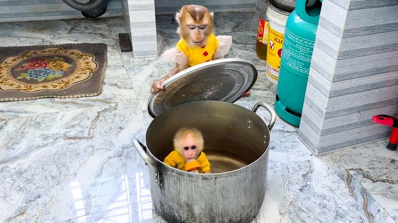 Monkey Kaka was being mischievous when he put Monkey Mit in the pot and covered it with a lid.